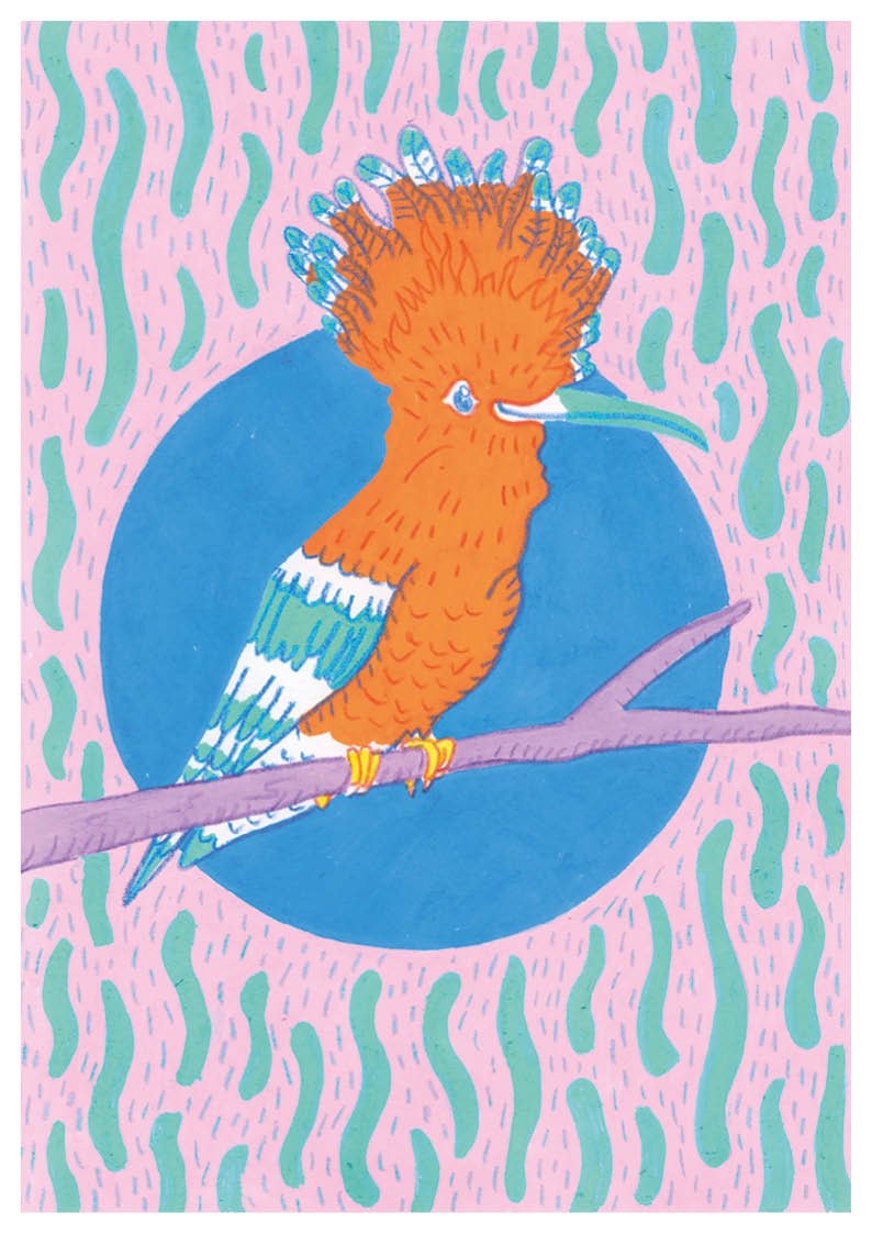 Roberto the Hoopoe A4 Print